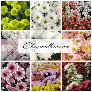 chrysanthemums can be used in all types of floral designs